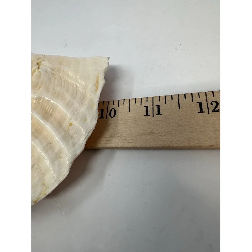 Large Natural Sea Shell Queen Conch 10